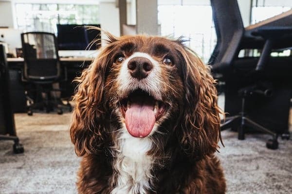 Dog-friendly office